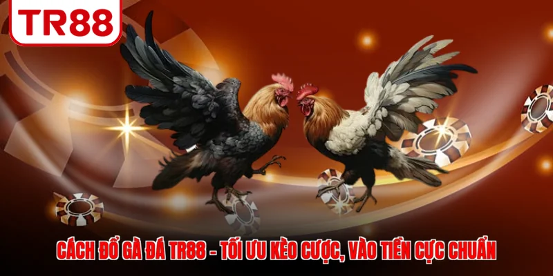 Cách đổ gà đá