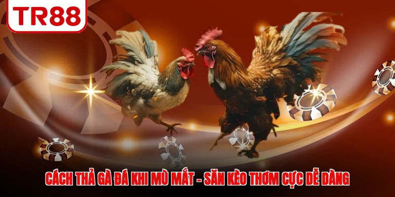 Cách thả gà đá khi mù mắt