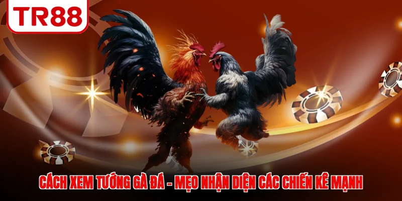 Cách xem tướng gà đá