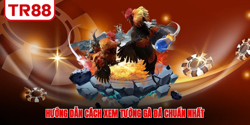 Hướng dẫn cách xem tướng gà đá chuẩn nhất