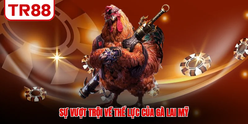 Sự vượt trội về thể lực của gà lai Mỹ